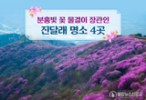 한국관광공사에서 알려주는 분홍빛 꽃 물결이 장관인 진달래 명소 4곳