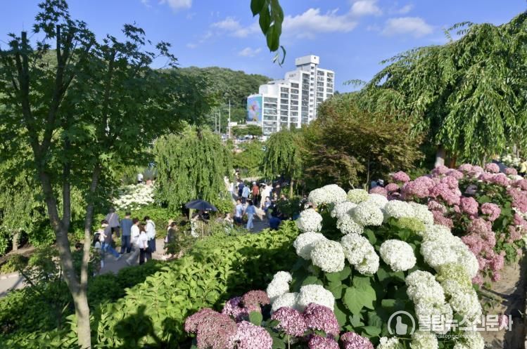 지난해 공주 유구색동수국정원 꽃 축제