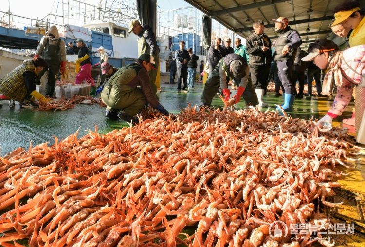 강구항에 열린 2025년 첫 영덕대게 위판 모습.