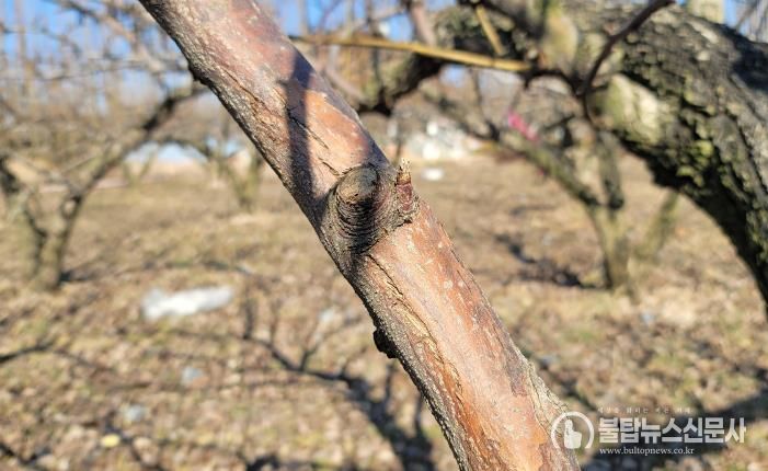 과수화상병 동계 궤양증상(배)
